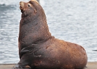This mature sea lion took over some space on the commercial fishing docks.  He was huge.